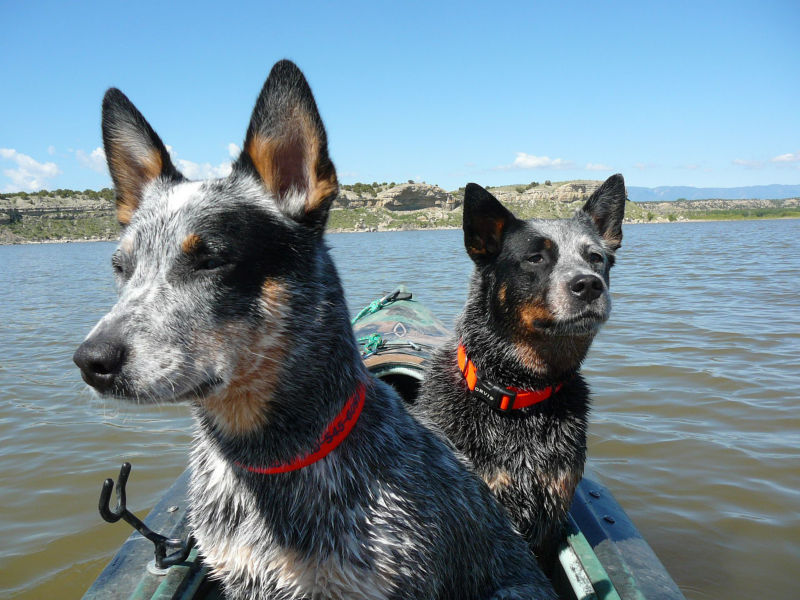 Two dogs sitting in a boat on the water wearing personalized dog collars.